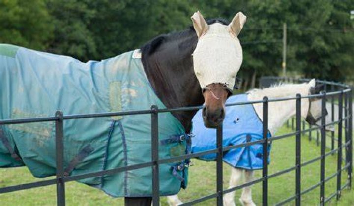 Do horses need covers?
