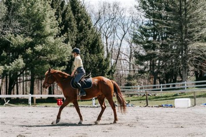 Do horses trust humans?