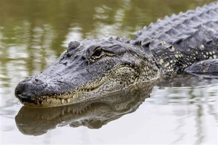 Do I need a license to hunt alligators in Florida?