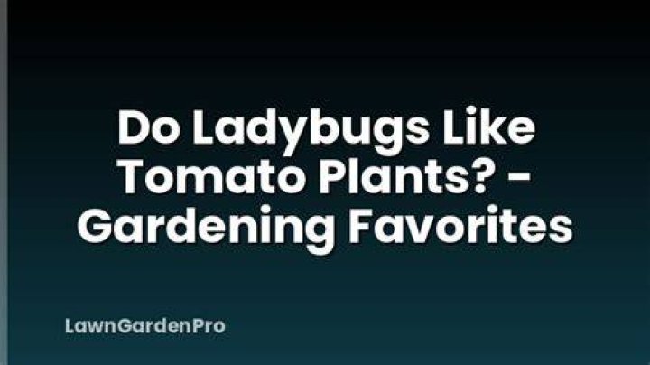 Do ladybugs like tomato?