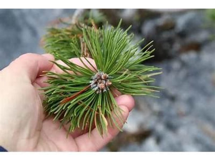 Do lilacs like pine needles?