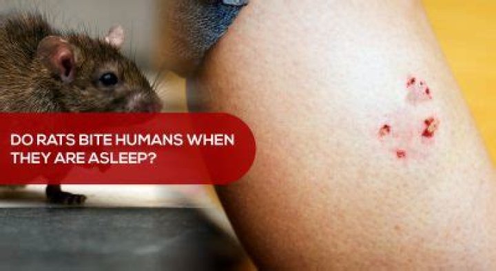 Do mice bite humans in their sleep?