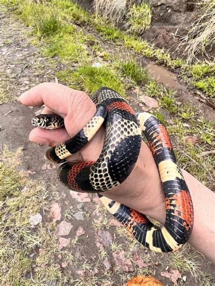 Do milk snakes like to be handled?