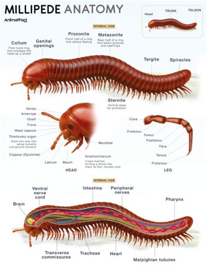 Do millipedes have nests?