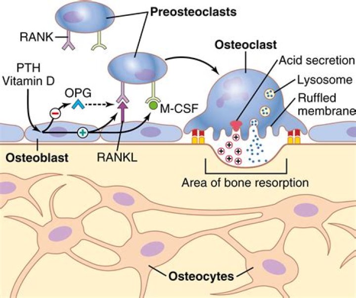 Do osteoblasts secrete hydroxyapatite?