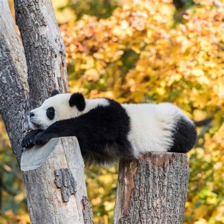 Do pandas hibernate?