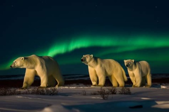 Do polar bears live at the North Pole?