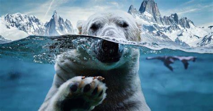 Do polar bears live in Antarctica?