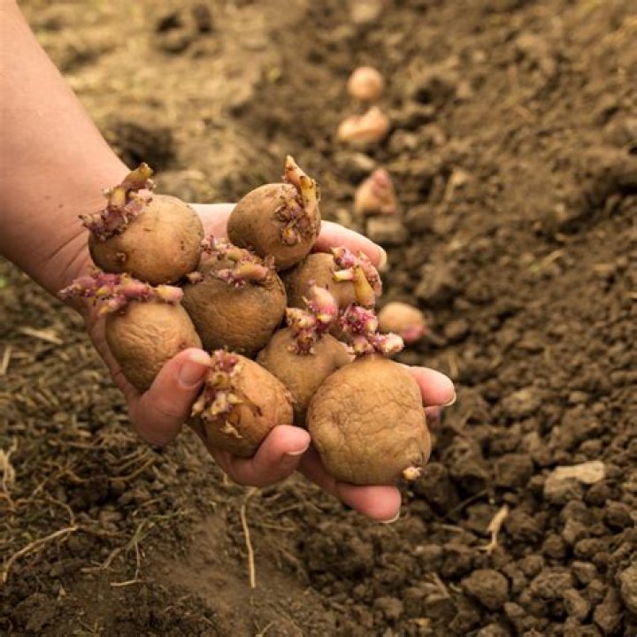 Do potatoes need to be refrigerated?