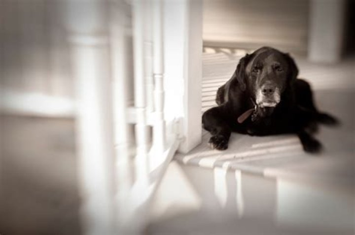 Do puppies get sad when separated from siblings?