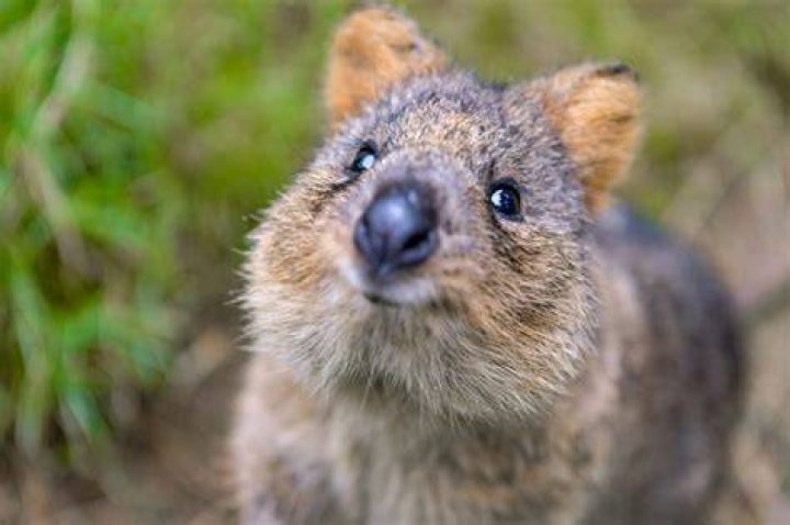 Do quokkas like humans?