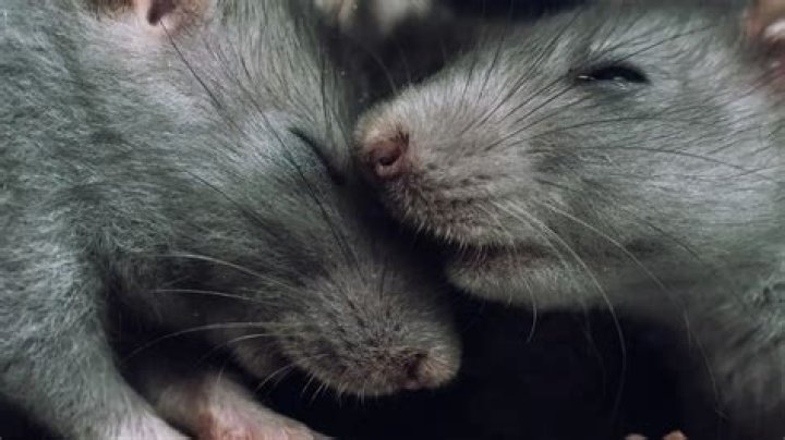 Do rats hiss?
