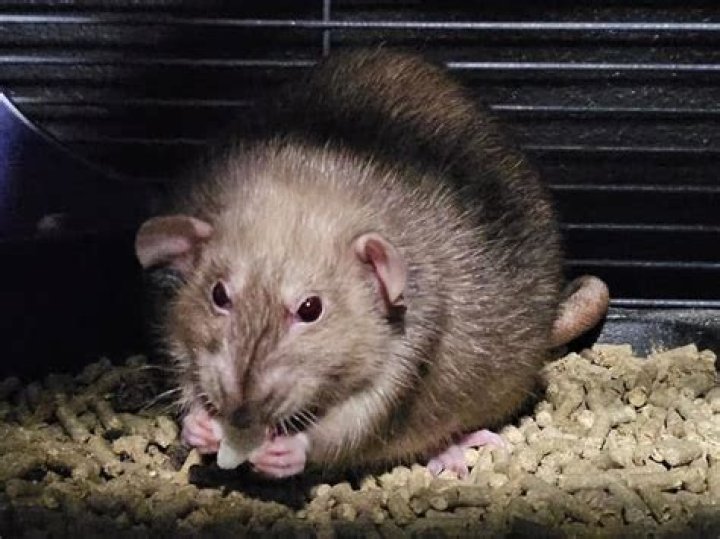 Do rats like ammonia?