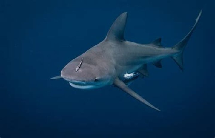 Do sharks react to sound?