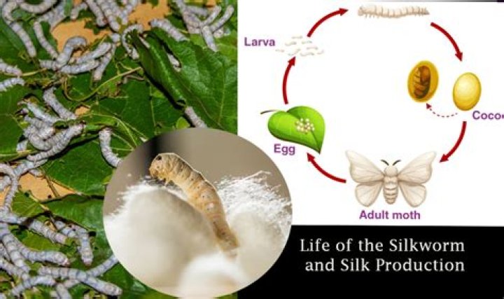 Do silkworms have predators?