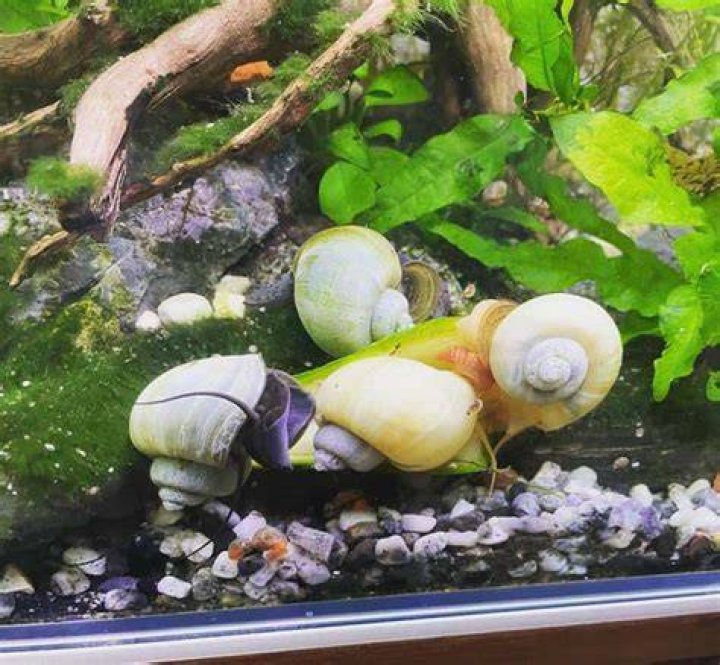 Do snails eat water sprite?