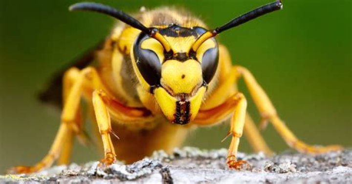 Do some bee stings hurt worse than others?