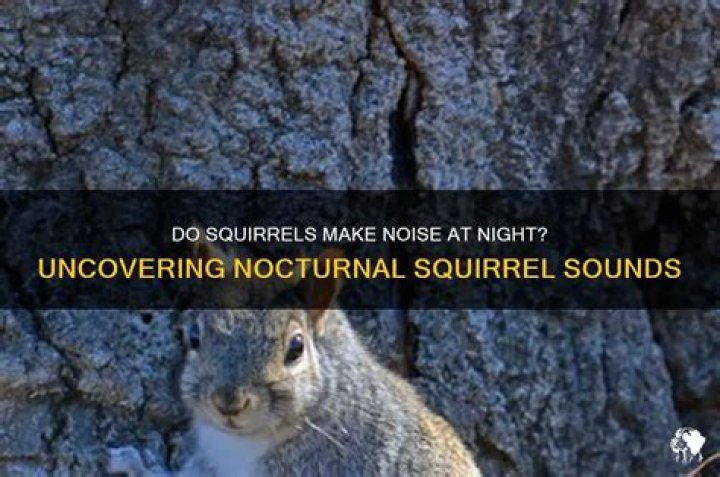 Do squirrels make noise at night?