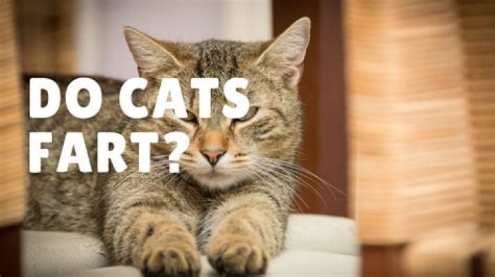 Do the cats fart?