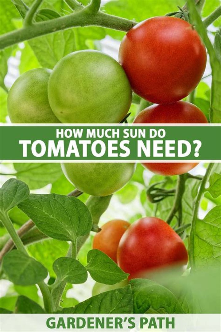 Do tomatoes need shade in hot weather?