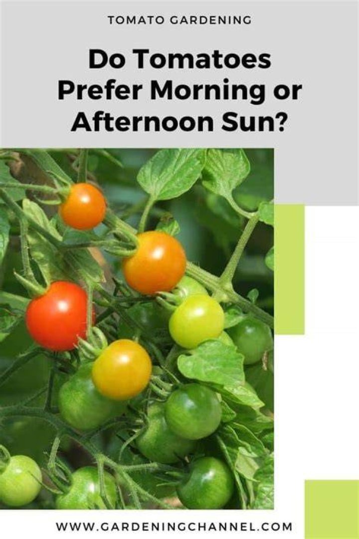 Do tomatoes prefer morning or afternoon sun?