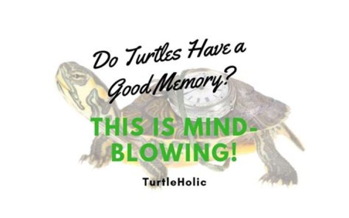 Do turtles have memory?