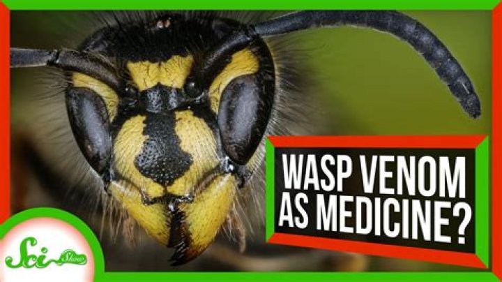 Do wasps inject poison?