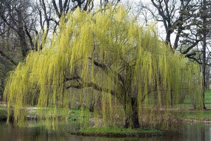 Do weeping willow trees bloom?