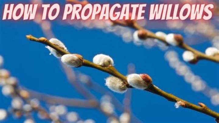 Do willows spread?