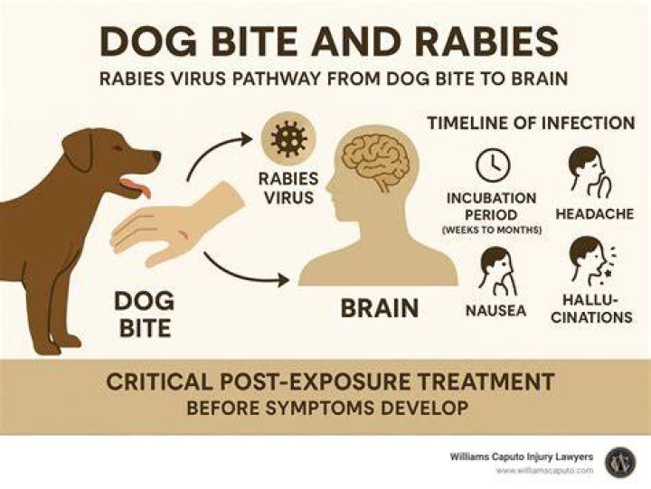 Does a normal dog have rabies?