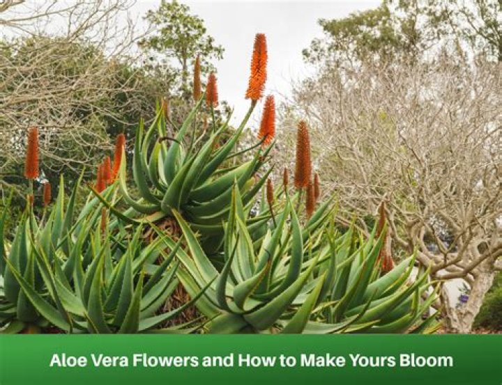 Does aloe vera have vitamin C?