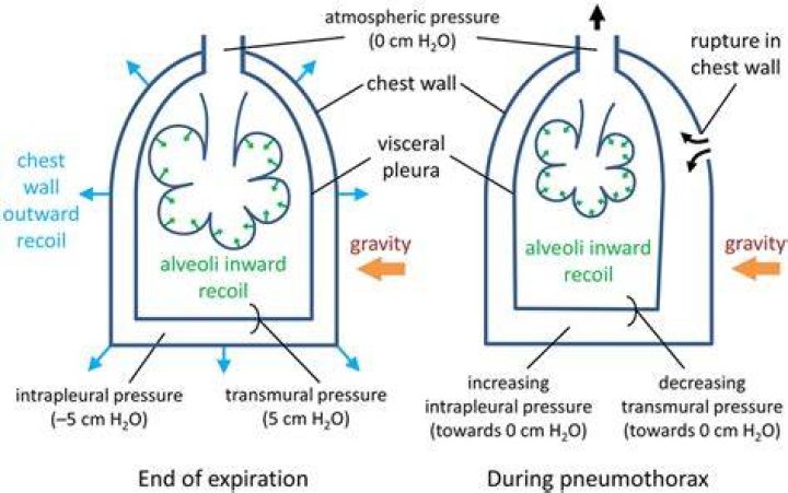 Does alveolar pressure increase during inhalation?