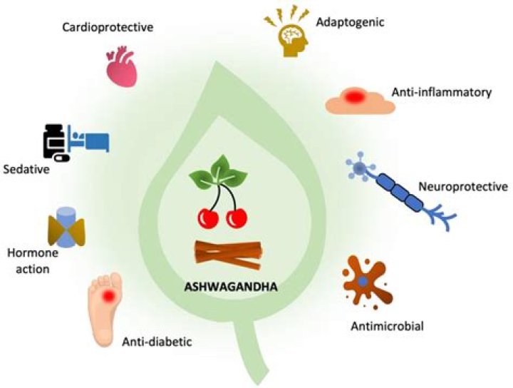 Does ashwagandha lower WBC?