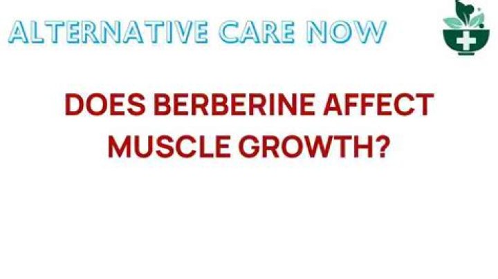 Does berberine inhibit muscle growth?