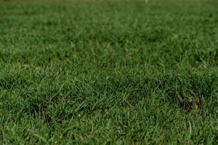 Does Bermuda grass need lots of water?