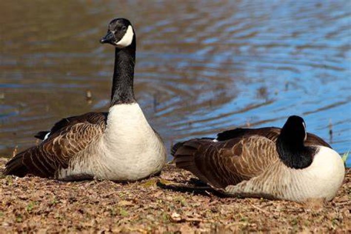 Does Canada Goose use duck down?
