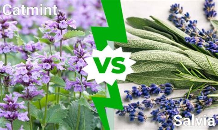 Does catmint have a fragrance?
