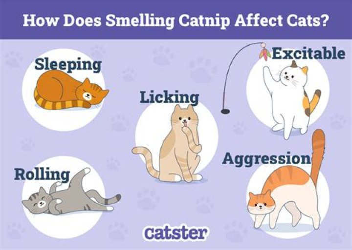 Does catnip help cats get along?