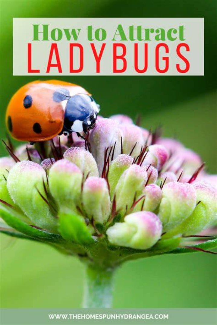 Does cilantro attract ladybugs?