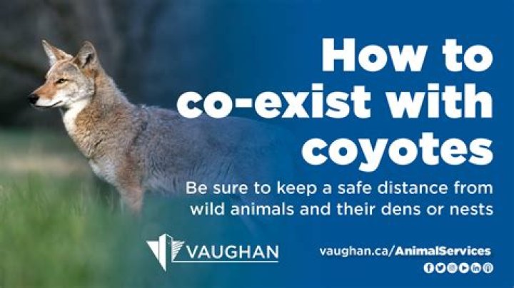Does dog poop attract coyotes?