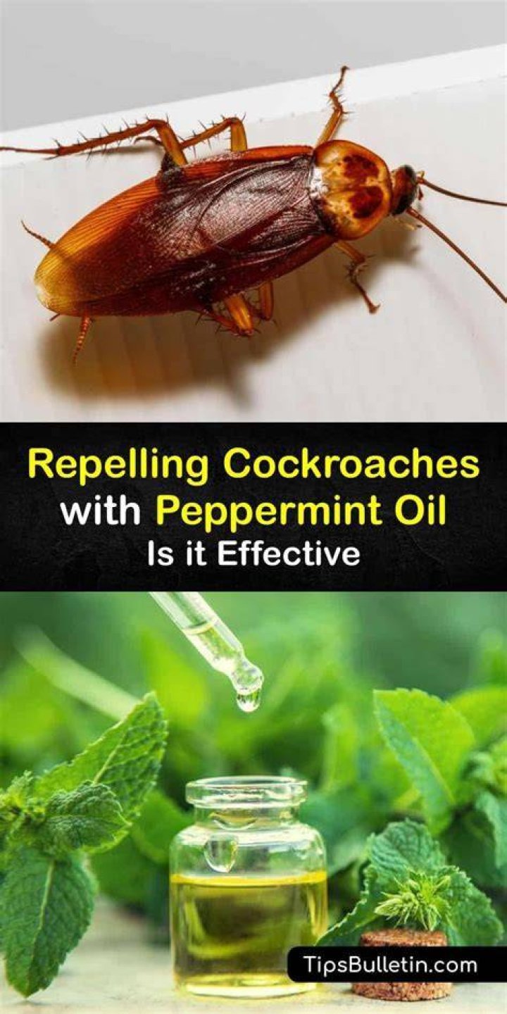 Does dried lavender repel cockroaches?