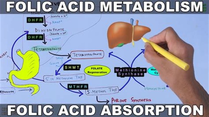 Does folic acid cause weight gain?