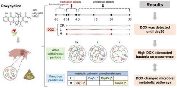 Does food affect the absorption of doxycycline?