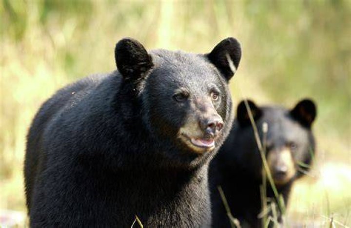 Does human urine repel black bears?