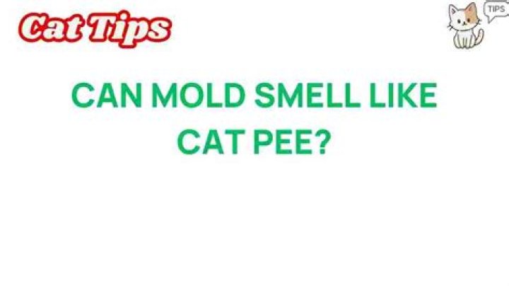 Does mold smell like cat pee?
