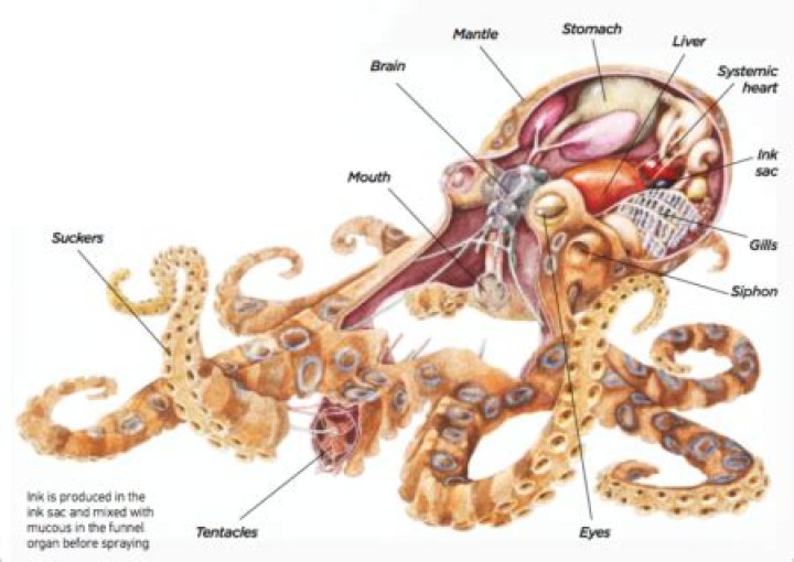 Does octopus ink come?