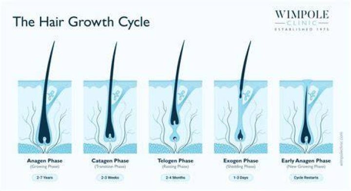Does Omega 7 grow hair?