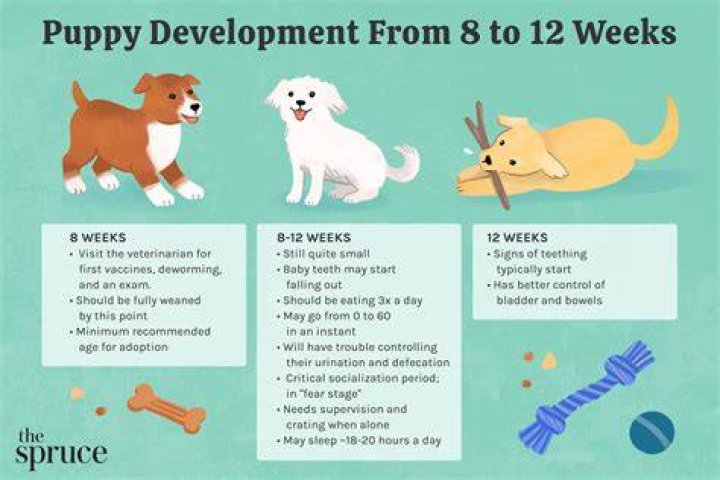 Does owning a puppy get easier?