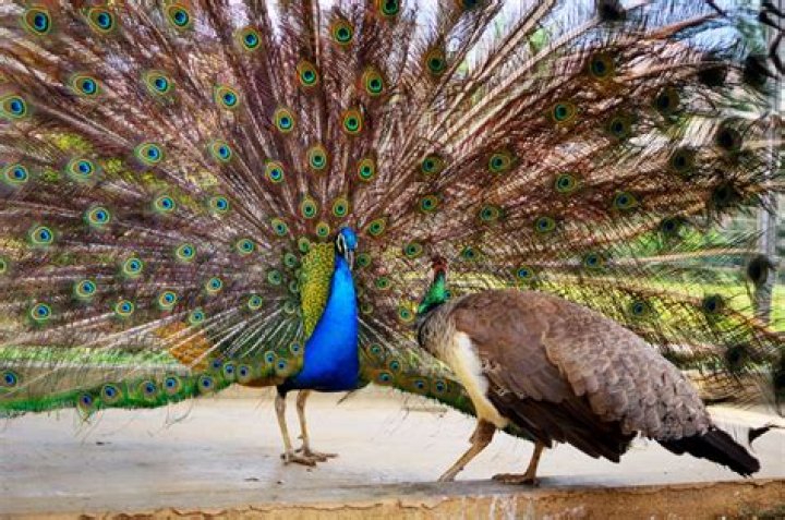 Does Peacock have La Liga?