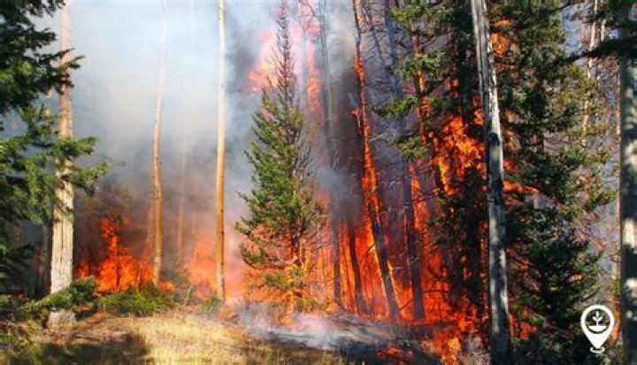 Does rain put out Forestfires?